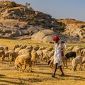 Shepard walking with his cattle grazing in the grasslands at Jawai in rajasthan India