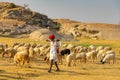 Shepard walking with his cattle grazing in the grasslands at Jawai in rajasthan India