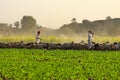 Shepard walking with his cattle grazing in the grasslands at Jawai in rajasthan India