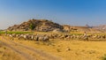 Shepard walking with his cattle grazing in the grasslands at Jawai in rajasthan India