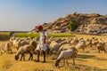 Shepard walking with his cattle grazing in the grasslands at Jawai in rajasthan India