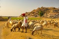 Shepard walking with his cattle grazing in the grasslands at Jawai in rajasthan India