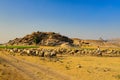 Shepards walking with his cattle grazing in the grasslands at Jawai in rajasthan India