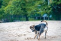 Sheperd dog having fun on the beach. Ilhabela Sao Paulo Brazil.