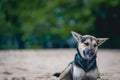 Sheperd dog having fun on the beach. Ilhabela Sao Paulo Brazil.