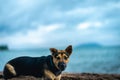 Sheperd dog having fun on the beach. Ilhabela Sao Paulo Brazil.