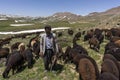 Sheperd Herd Baba Nazar Iran