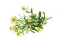 Sheperd's purse (Capsella bursa-pastoris) medicinal plant isolat