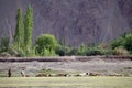 Nubra valley, Ladakh, India