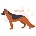 Shepherd. Beautiful purebred dog. Cute funny domestic pet.