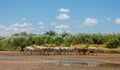 Giriama shepherd wih cows at Galana river bank