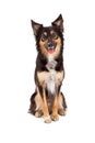 Shepherd and Border Collie Mixed Breed Dog