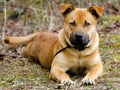 Shepherd Boxer Mastiff mixed breed dog Royalty Free Stock Photo