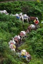 A shepherd with a caravan of donkeys carrying supplies in the Hi Royalty Free Stock Photo