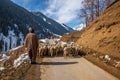 Shepherd carrying sheep to Aru Valley, Kashmir Royalty Free Stock Photo