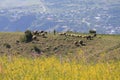 Shepherd in the Caucasus