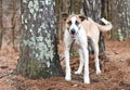 Shepherd Collie mix breed dog outside on collar and leash Royalty Free Stock Photo