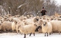 Shepherd in country side with sheep heard in the mountains