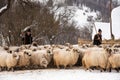 Shepherd in country side with sheep heard in the mountains