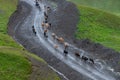 Shepherd and cows on a mountain road in Georgia. Khevsureti Royalty Free Stock Photo