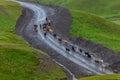 Shepherd and cows on a mountain road in Georgia. Khevsureti Royalty Free Stock Photo
