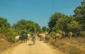 Shepherd with cows on road in Kenya