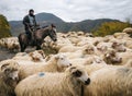 Shepherd with crook riding horse and herding group of sheep Royalty Free Stock Photo