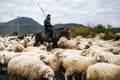 Shepherd with crook riding horse and herding group of sheep