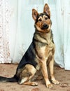Shepherd crossbreed dog
