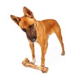 Shepherd Crossbreed Dog Looking Down at Bone Royalty Free Stock Photo