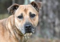 Shepherd Cur mix dog adoption photo