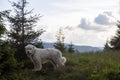 shepherd curly white dog stands in the woods and mountains landscape Royalty Free Stock Photo