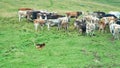 Shepherd dog in action with a group of alpine cows Royalty Free Stock Photo