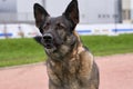 Shepherd dog anxiously looks away, barks at enemy