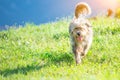 Shepherd dog bergamasco in the meadow Royalty Free Stock Photo