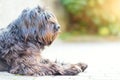 Shepherd dog bergamasco profile Royalty Free Stock Photo