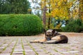 Shepherd dog breed lies in the autumn park Royalty Free Stock Photo