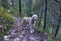 Shepherd dog in the forest