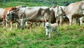 Shepherd dog after having gathered a herd of cows Royalty Free Stock Photo