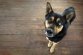 Shepherd dog heterochromia portrait on background of wood deck with copy space