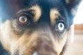 Shepherd dog heterochromia portrait winter outdors Royalty Free Stock Photo