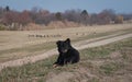 Shepherd dog Royalty Free Stock Photo