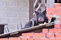 A shepherd dog lies on the roof of a red brick house and looks in front of