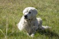 Shepherd dog in the meadow. Tatra Mountains