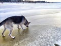 A shepherd dog on the melting ice of a river or lake in spring or autumn. Dangerous access to the ice of an animal on a Royalty Free Stock Photo