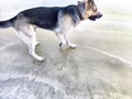 A shepherd dog on the melting ice of a river or lake in spring or autumn. Dangerous access to the ice of an animal on a Royalty Free Stock Photo