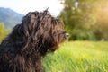 Shepherd dog in the pasture grazing the cows from afar Royalty Free Stock Photo