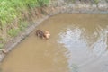 a on the lattice metal ceiling, vintage antique chandeliershepherd, the dog in the pond, walks on water, summer hot day Royalty Free Stock Photo