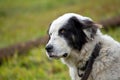 Shepherd dog portrait at the farm in Romania mountains Royalty Free Stock Photo