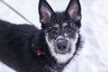 shepherd dog puppy close up photo on leash Royalty Free Stock Photo